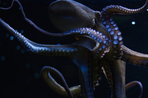 Правильная ссылка на kraken через тор